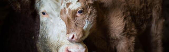 Cene stoke skaču širom Srbije - evo koliko sada koštaju prasad, junad i jagnjad