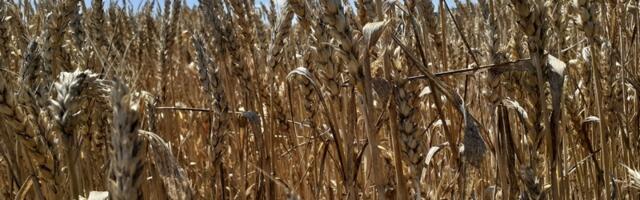 Za podsticaje za biljnu proizvodnju podneto 316.000 zahteva poljoprivrednika