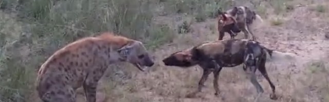 RETKO SE VIĐA Susret divljih pasa i hijene (VIDEO)
