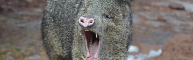 Ванредна ситуација због афричке куге свиња у Каталонији