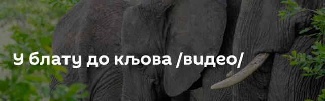 У блату до кљова /видео/