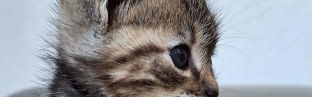 Predstavićemo NAJLEPŠE KUĆNE LJUBIMCE Kragujevčana - Evo kako da nam dostavite fotografije