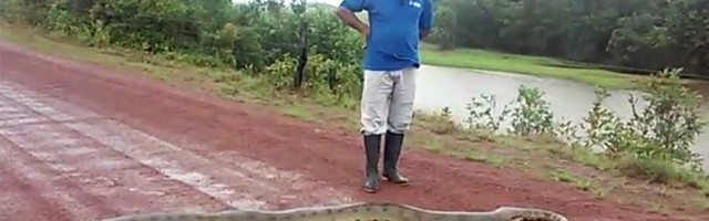Da ne veruješ: Ogromna zmija na sred puta! (VIDEO)