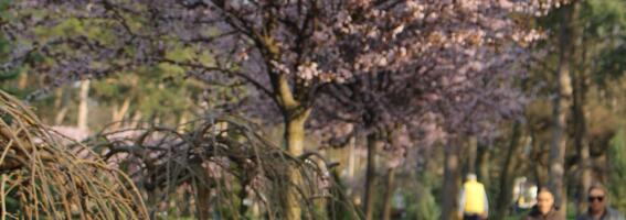 RANO PROLEĆE u Kragujevcu viđeno okom naših čitalaca: Ovako izgledaju nežni znaci buđenja priorde (FOTO)