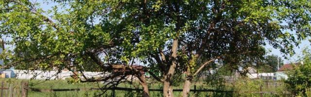 Drvo koje uklanja smog i leči tlo: Čisti vazduh bolje nego išta i daje ukusne plodove