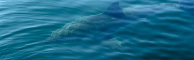 Pogledajte snimak nemani iz Jadrana: Matej mislio da je delfin, a onda je isplivala ajkula duga 7 metara!