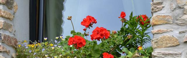 Ne čekajte proleće: Ovih 5 biljaka koje rano cvetaju morate da posejete već sada