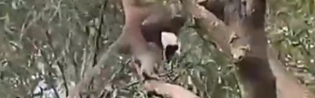 /ŠOKANTAN VIDEO/ Majmuni kidnapuju mačke i pse i drže ih kao taoce!