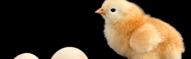 STATISTIKA JE NEUMOLJIVA Prošle godine smo pojeli 581 jaje - koliko smo dali za struju?