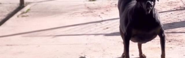 Bizarnijeg psa nećete skoro videti: Mnogi se pitaju da li je stvaran - milioni su u šoku šta su ugledali (VIDEO)