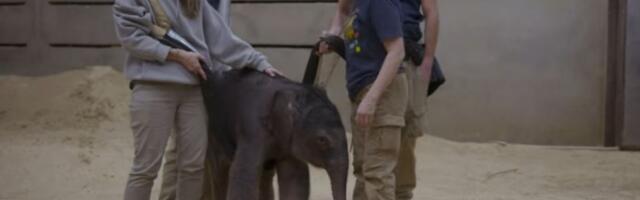 VIDEO Prvi put u 25 godina: U Zoo vrtu u Vašingtonu rođena prva azijska slonica