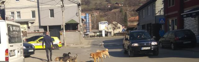 Raspisan tender za završetak azila za pse i mačke