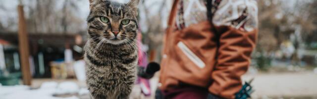 Heroji bez dresa: Praznična akcija koja pomaže onima koji nemaju glas