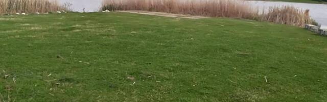 Zabrinuti građani: Nepoznata lica zlostavljala labudove na Aleksandrovačkom jezeru