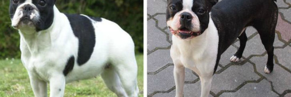 Rase pasa koje velika većina meša