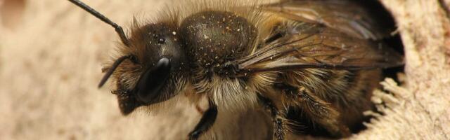 Fosilizovana pčelinja gnezda u skeletu su nešto dosad neviđeno