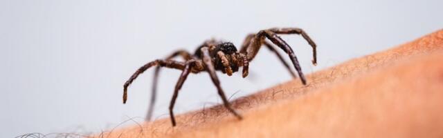 Prirodno rešenje protiv paukova - Rešite se dosadnih napasti bez upotrebe hemikalija