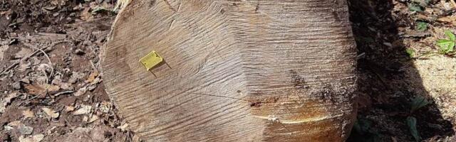 Uhapšen i B.I. iz Vlasotinca zbog pustošenja šume u falsifokovanja žigova