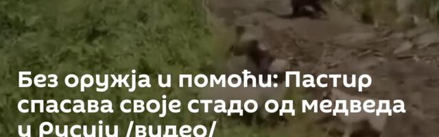 Без оружја и помоћи: Пастир спасава своје стадо од медведа у Русији /видео/