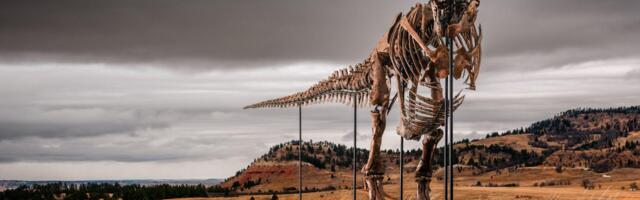 Da li bi ovaj tiranosaurus reks mogao da postane najskuplji dinosaurus na svetu