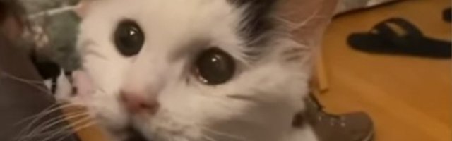 (VIDEO) Margo je najstarija mačka na svetu