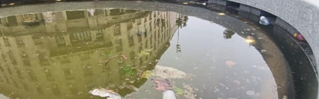 "Trg Nikole Pašića, pojilište za zebre" (FOTO)