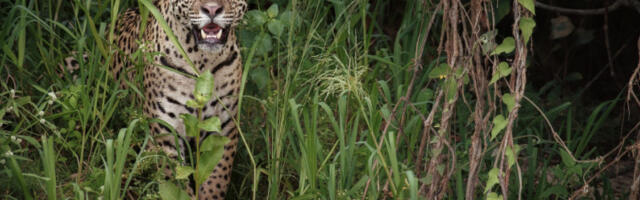 Потврђено присуство новог јагуара у Аризони