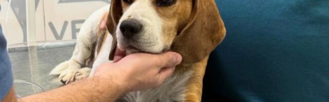 Pas sa tumorom na mozgu bačen u tuđe dvorište: Volonteri će brinuti o biglici do njenog poslednjeg daha