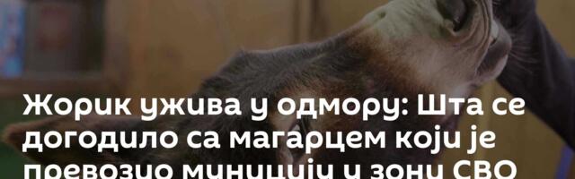 Жорик ужива у одмору: Шта се догодило са магарцем који је превозио муницију у зони СВО /видео/