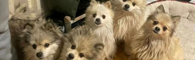 Šest gladnih špiceva spaseno iz dvorišta užasa: Novi život čekaju Marko, Žarko, Darko, Slavka, Zorka i Borka