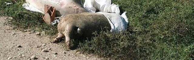 Jeziv prizor kod Bogatića: Pored kontejnera pronađena grupa LEŠEVA ovih životinja, proverava se ima li zaraze