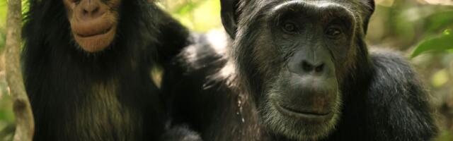 Razdor doveo do krvavog građanskog rata: 7 godina smrtonosnih sukoba u „carstvu šimpanzi“