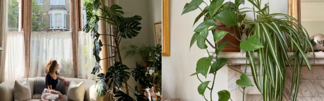 5 biljaka zbog kojih ćete zaboraviti na skupe prečišćivače vazduha