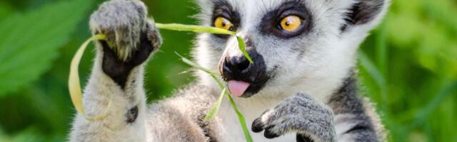 Četiri bebe lemura rođene u Zoo-vrtu Palić: Pred građanima neobičan zadatak, hitno moraju da donesu odluku!
