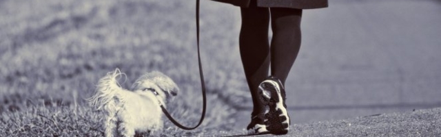 JADAN PAS! Bezobzirna vlasnica! (Video)