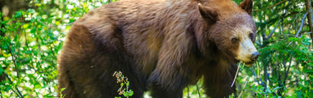Ova BILJKA čisti organizam, pokreće varenje i jača telo: Čak je i medvedi jedu čim se probude iz zimskog sna!