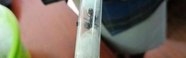 Carinici sprečili šverc mrava, a sada se oglasio sud: Baštenski insekti "vredni" kao slonovača!