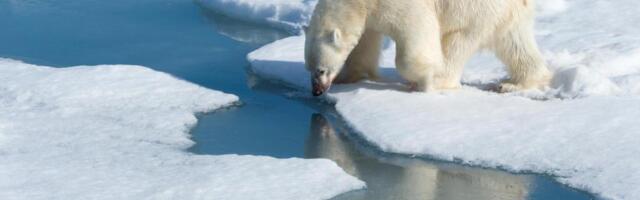 ARKTIK OSTAJE BEZ LEDA! Naučnici poslali DRAMATIČNO upozorenje, ove godine nestala površina veća od ČETIRI Nemačke! (FOTO/VIDEO)