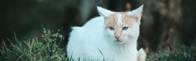 Kako pronaći izgubljenu mačku?