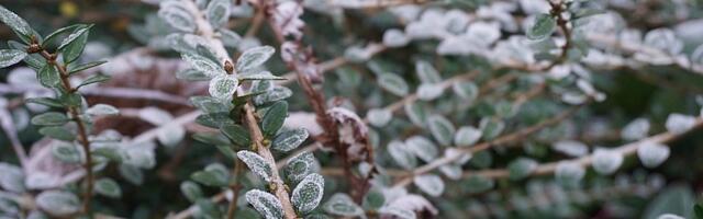 U ponedeljak u Novom Sadu temperatura ide u minus prvi put ove jeseni