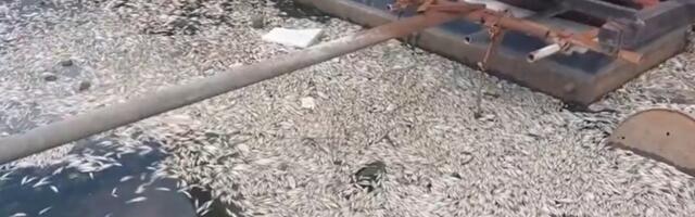 Beograd u pokretu: Pomor ribe u Čukaričkom rukavcu zbog višegodišnjeg nemara