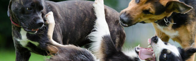 IZAŠLI IZ MODE: Devet rasa pasa kojima preti izumiranje!