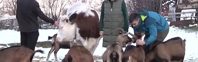 Heroji sa brda iznad Prokuplja: Ostali bez oca, pešače 10 km do škole i čuvaju 17 koza, OVO je njihova poruka