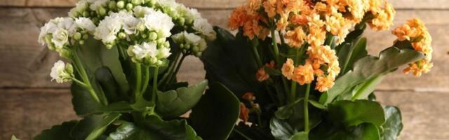 Kalanhoja prašta zaboravno zalivanje: Cveta dugo i ne traži pažnju (FOTO)