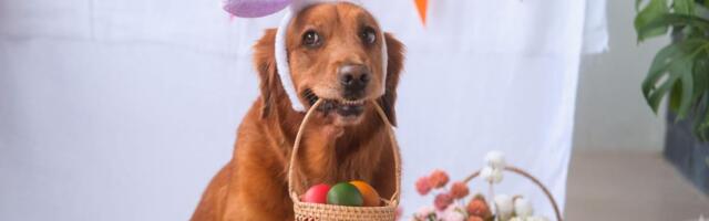 Da li psi smeju da jedu uskršnja jaja? Mnogi vlasnici greše, posebno oni koji imaju štene