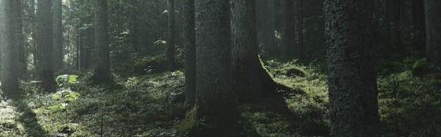 Ova populacija neprestano raste: Istraživači u šoku - Evo u kojoj zemlji ih ima najviše