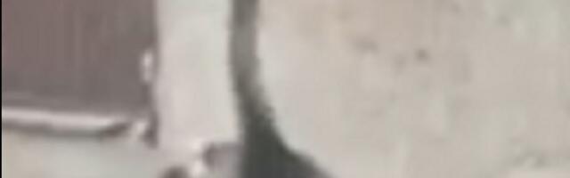"Noj" se prošetao Beogradom (VIDEO)