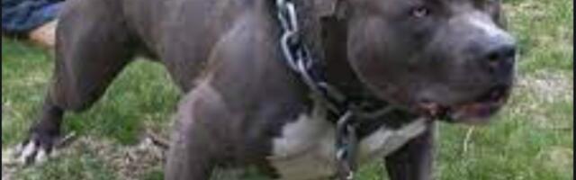 HOROR U LESKOVCU: Pas pobegao iz dvorišta pa izujedao prolaznicu po licu!