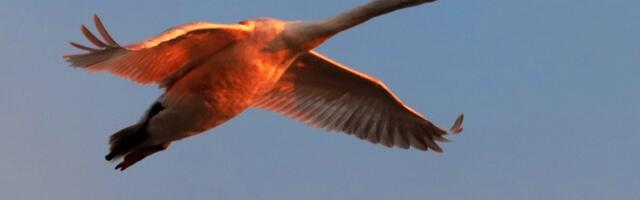 Nesvakidašnja nesreća kod sela Vlajkovac: Labud udario u šoferšajbnu kamiona i stradao