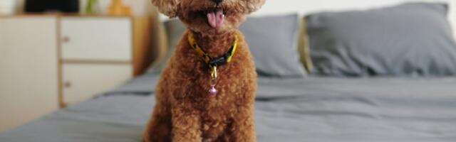 5 neodoljivih malih rasa pasa koji ostaju BEBE celog ŽIVOTA (FOTO)